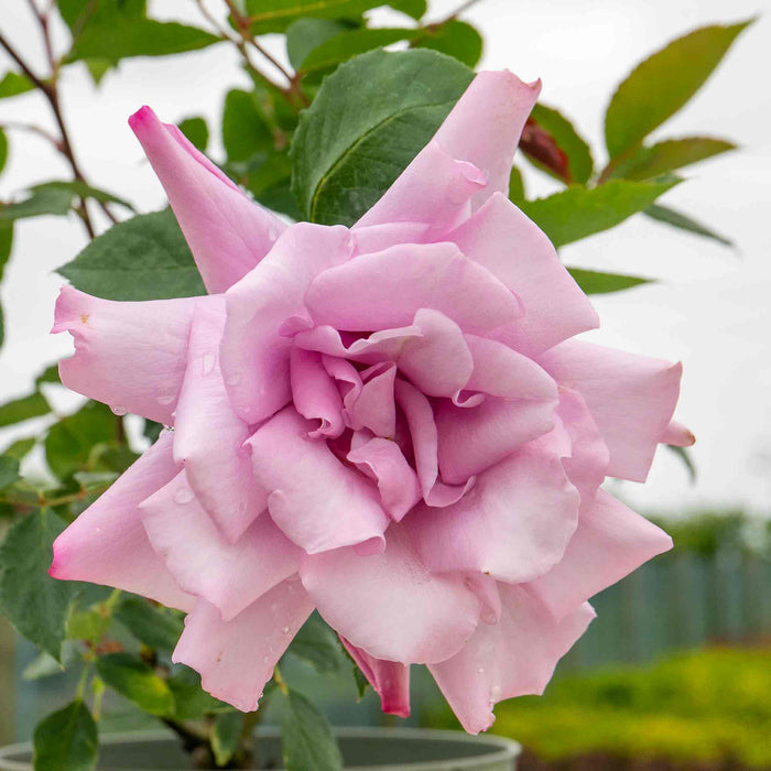 Rose ‘Twice In A Blue Moon’ (Hybrid Tea Rose)
