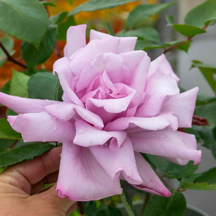 Rose ‘Twice In A Blue Moon’ (Hybrid Tea Rose)