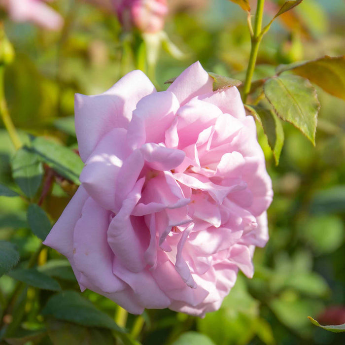 Rose ‘Twice In A Blue Moon’ (Hybrid Tea Rose)