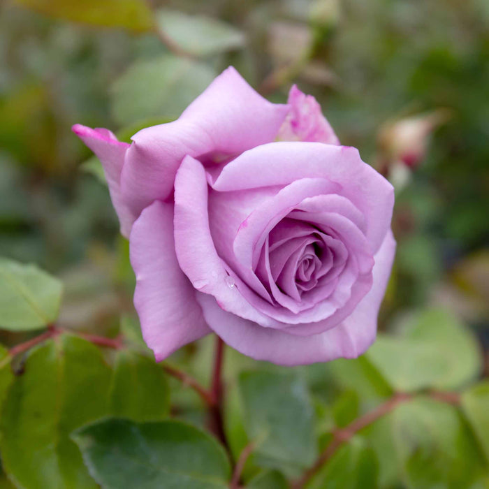 Rose ‘Twice In A Blue Moon’ (Hybrid Tea Rose)