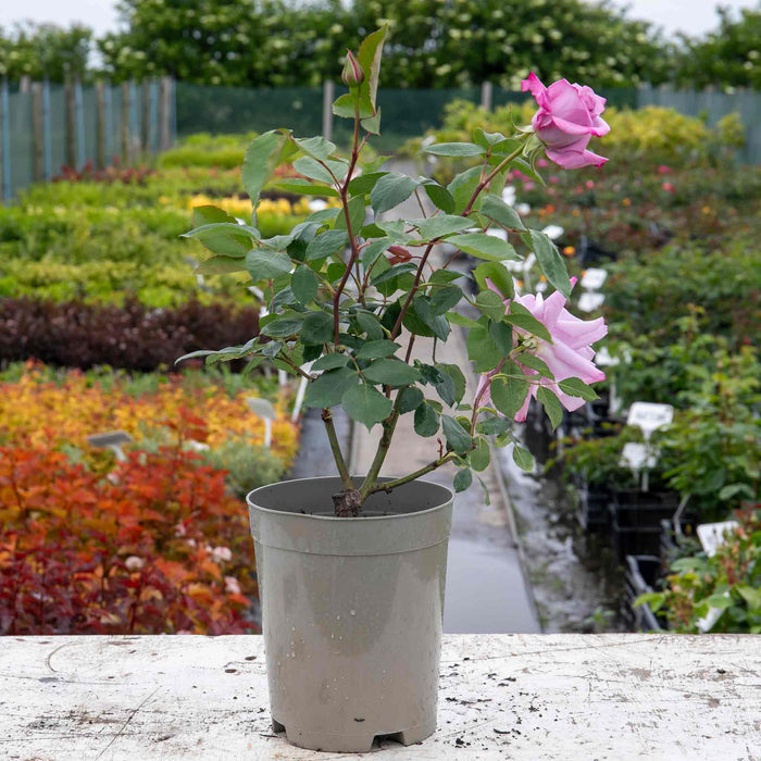 Rose ‘Twice In A Blue Moon’ (Hybrid Tea Rose)