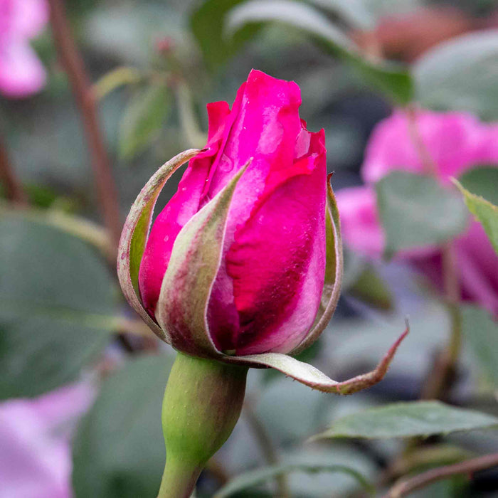 Rose ‘Twice In A Blue Moon’ (Hybrid Tea Rose)