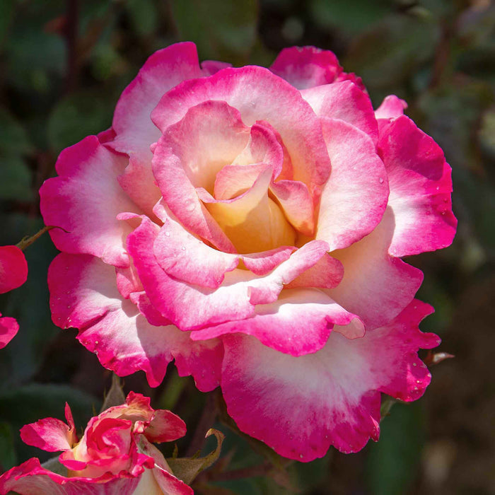 Rose ‘You’re My Everything’ ROTY 2025 (Hybrid Tea Rose)