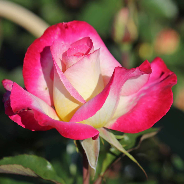 Rose ‘You’re My Everything’ ROTY 2025 (Hybrid Tea Rose)