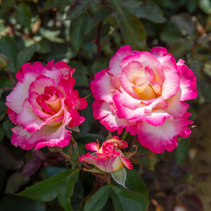 Rose ‘You’re My Everything’ ROTY 2025 (Hybrid Tea Rose)