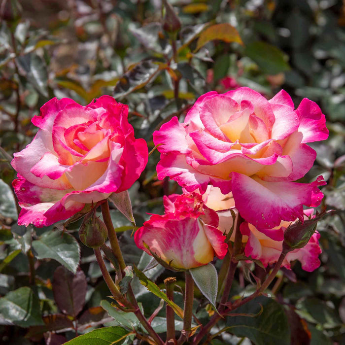 Rose ‘You’re My Everything’ ROTY 2025 (Hybrid Tea Rose)