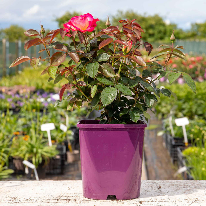 Rose ‘You’re My Everything’ ROTY 2025 (Hybrid Tea Rose)