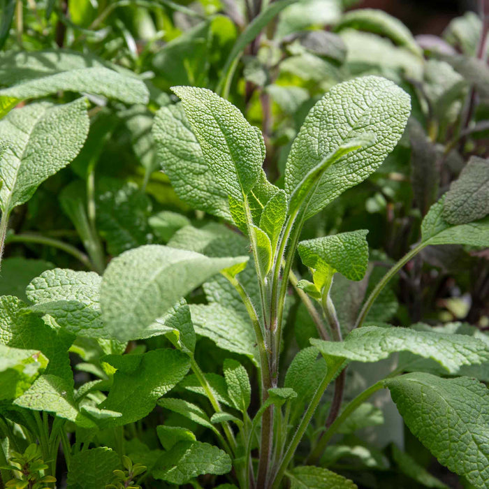 Sage Green