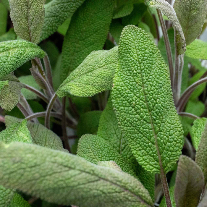 Sage Green