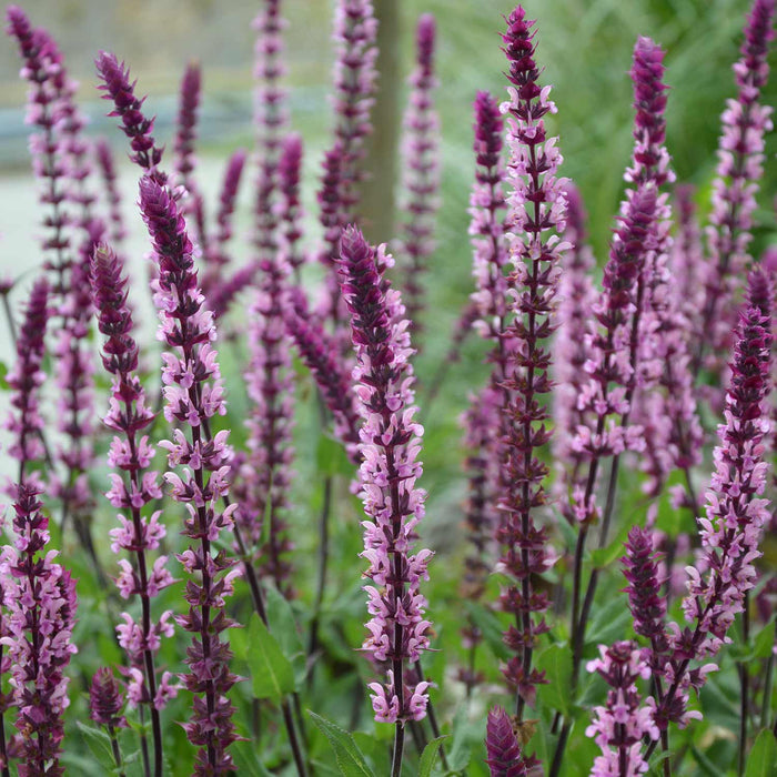 Salvia Caradonna 'Pink Inspiration'