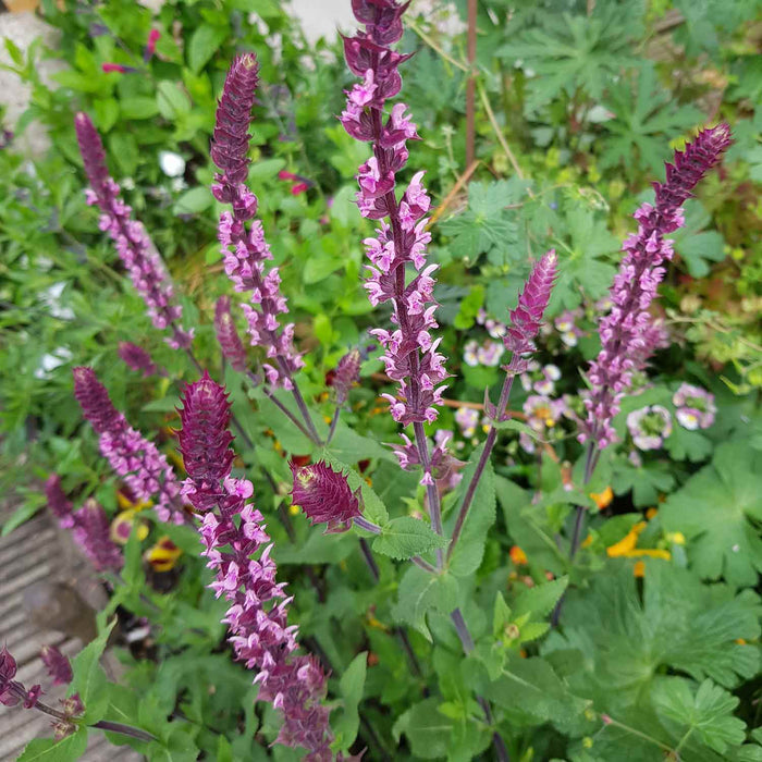 Salvia Caradonna 'Pink Inspiration'