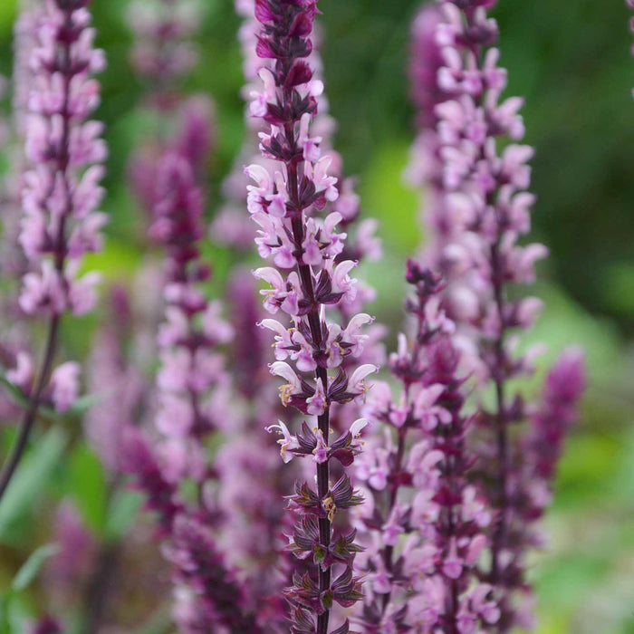 Salvia Caradonna 'Pink Inspiration'