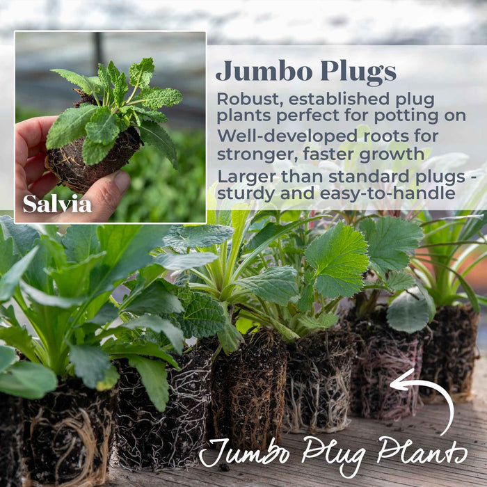 Salvia Caradonna 'Pink Inspiration'