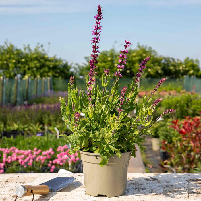 Salvia Caradonna 'Pink Inspiration'