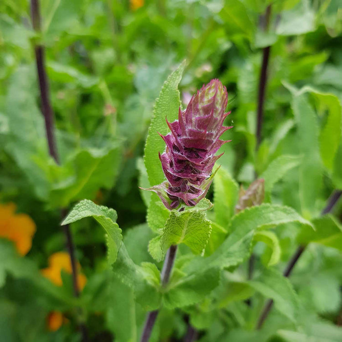 Salvia Caradonna 'Pink Inspiration'