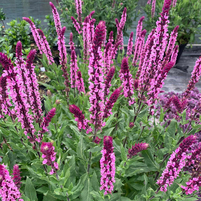 Salvia Caradonna 'Pink Inspiration'