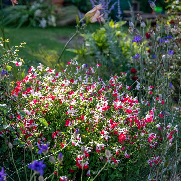 Salvia 'Hot Lips'