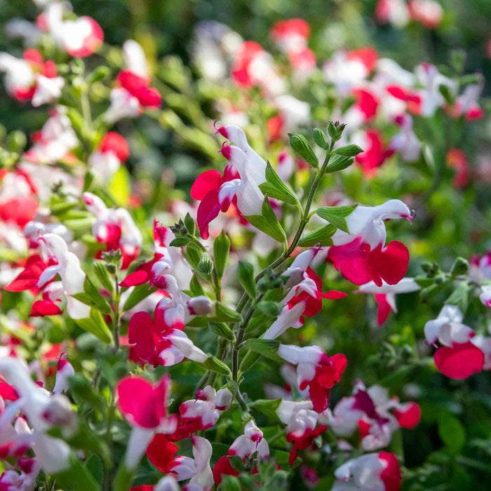 Salvia 'Hot Lips'