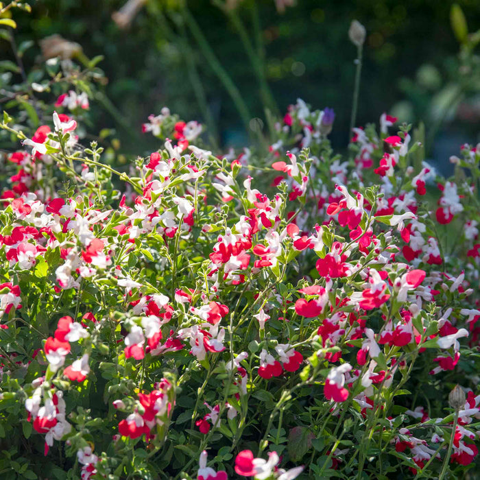Salvia 'Hot Lips'