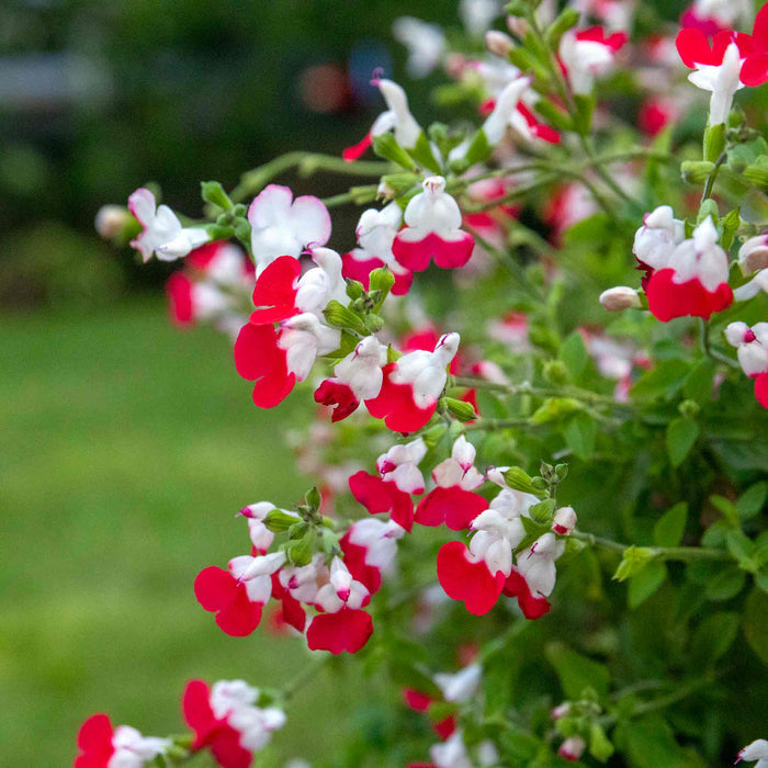 Salvia 'Hot Lips'