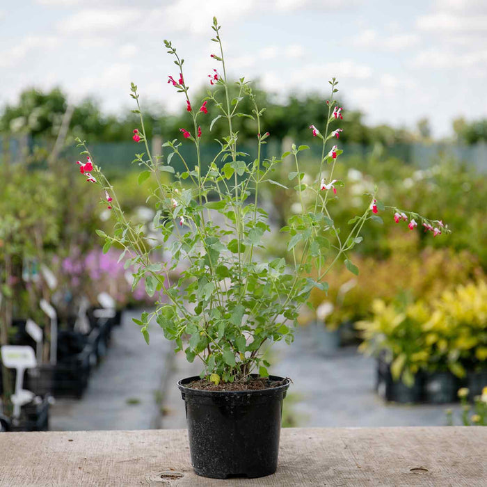 Salvia 'Hot Lips'