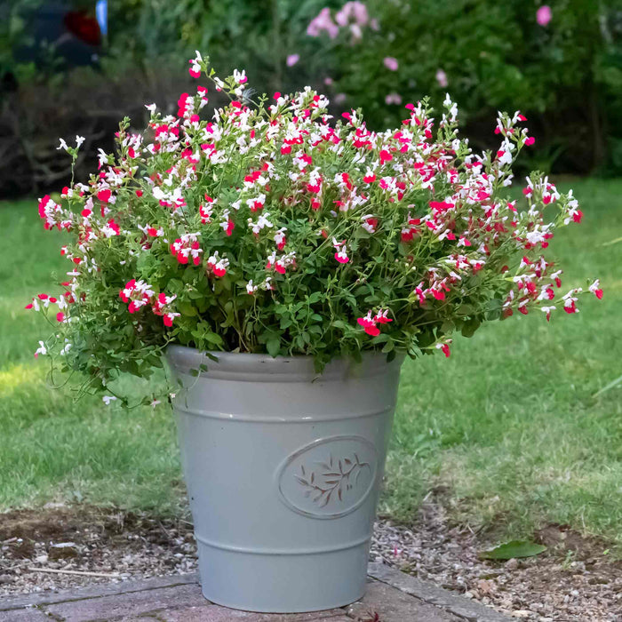 Salvia Plant 'Hot Lips' in pot