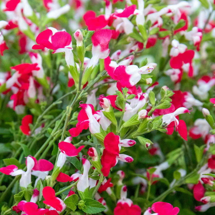 Salvia Plant 'Hot Lips' close up