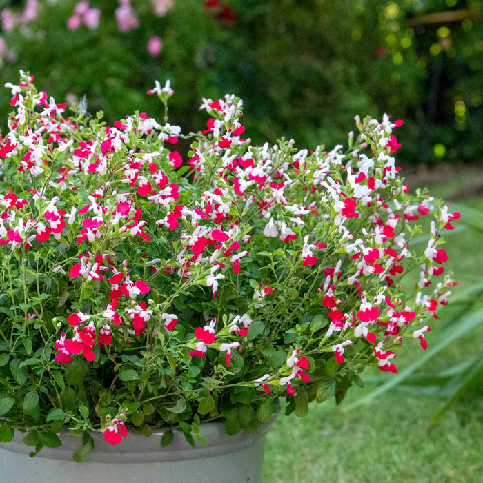 Salvia Plant 'Hot Lips' in pot