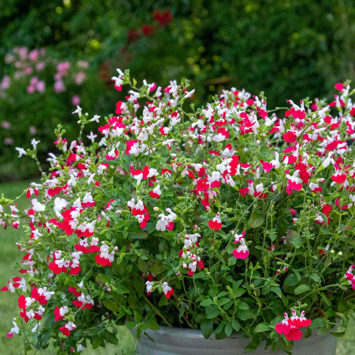 Salvia Plant 'Hot Lips' in pot close up