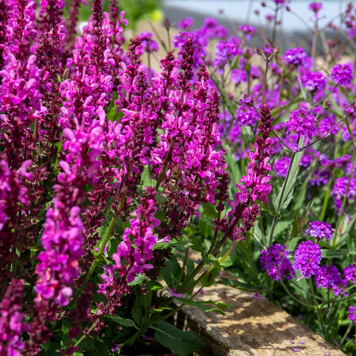 Salvia 'Nemerosa Rose Marvel'