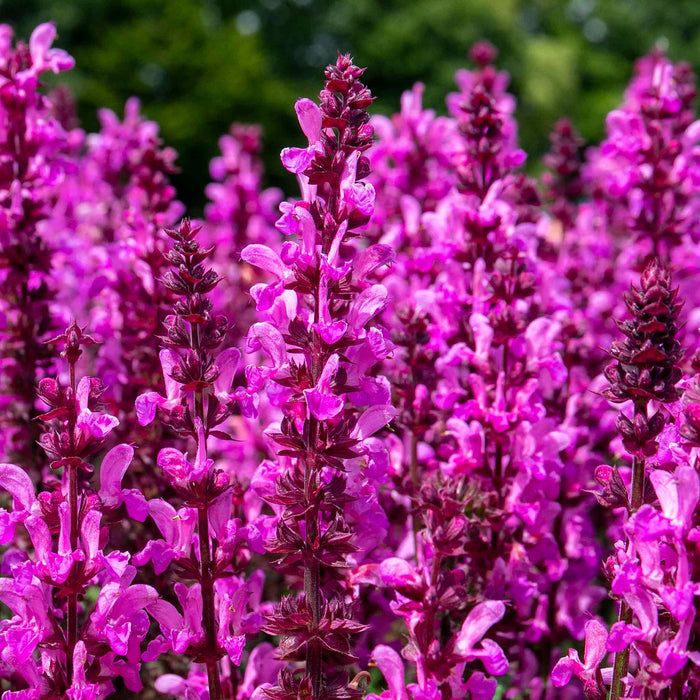Salvia 'Nemerosa Rose Marvel'