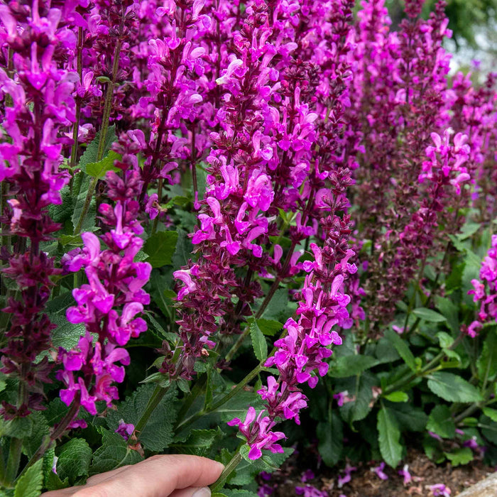 Salvia 'Nemerosa Rose Marvel'