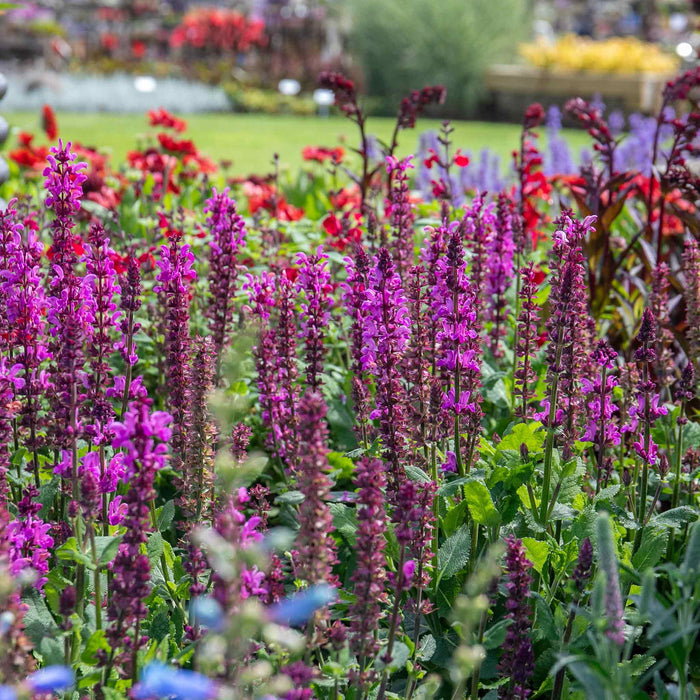 Salvia 'Nemerosa Rose Marvel'