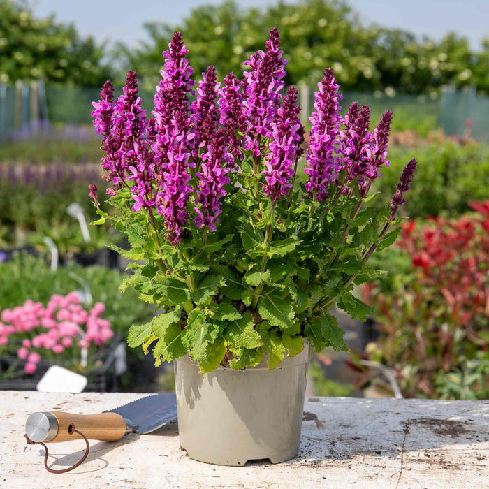 Salvia 'Nemerosa Rose Marvel'