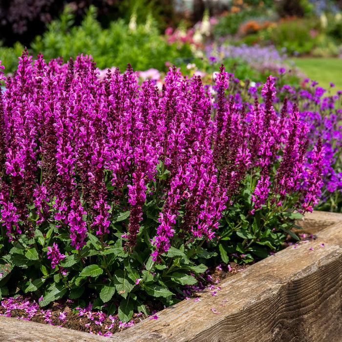 Salvia 'Nemerosa Rose Marvel'