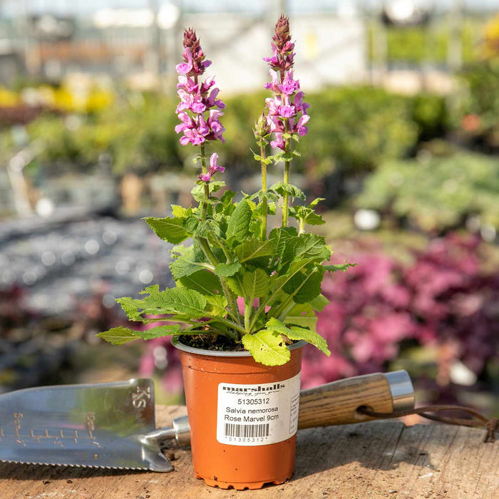 Salvia 'Nemerosa Rose Marvel'