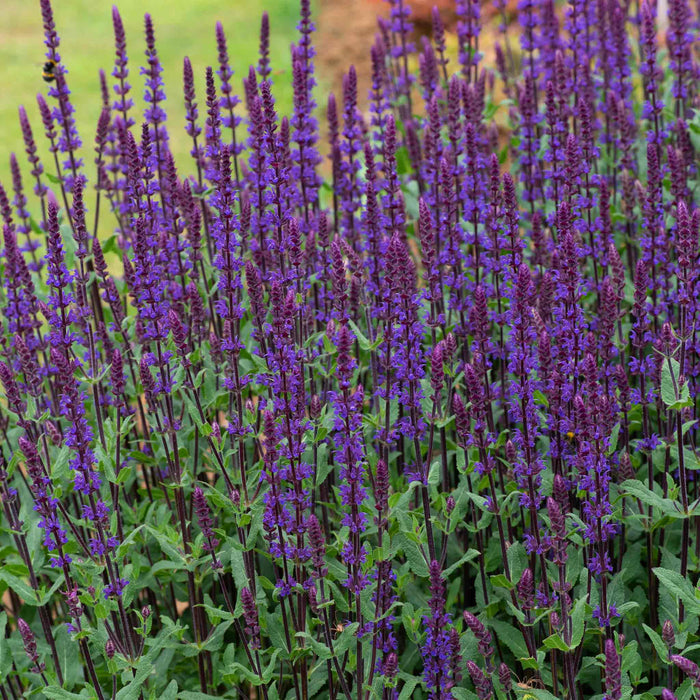 Salvia 'Nemorosa Caradonna'