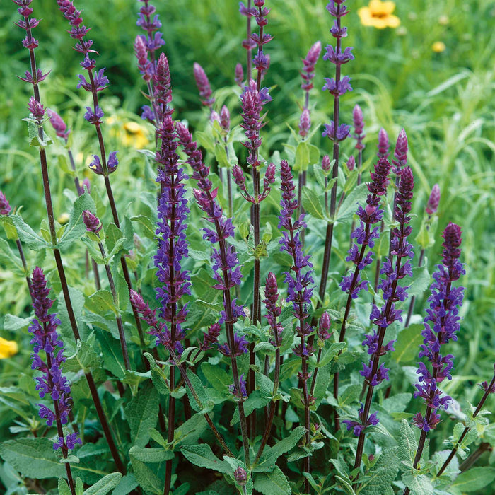 Salvia 'Nemorosa Caradonna'