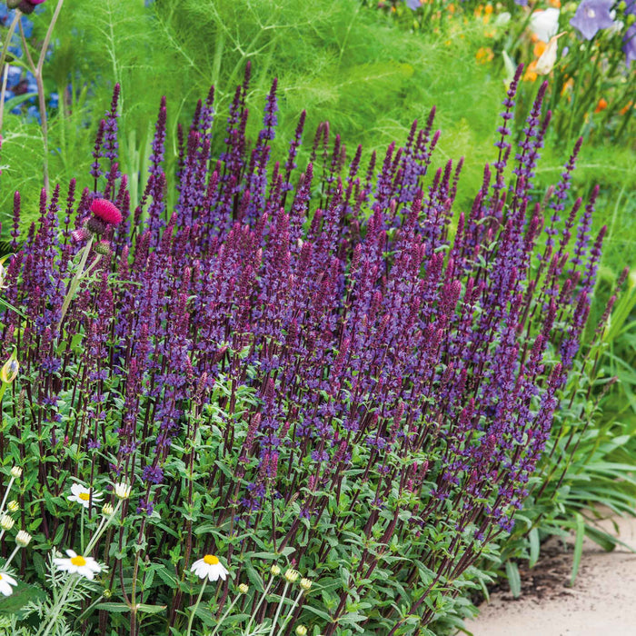 Salvia 'Nemorosa Caradonna'
