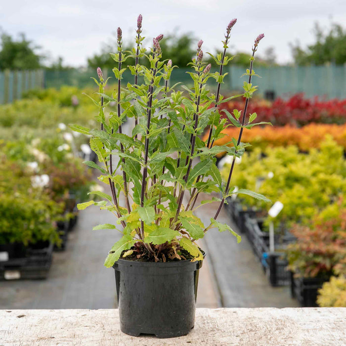 Salvia 'Nemorosa Caradonna'