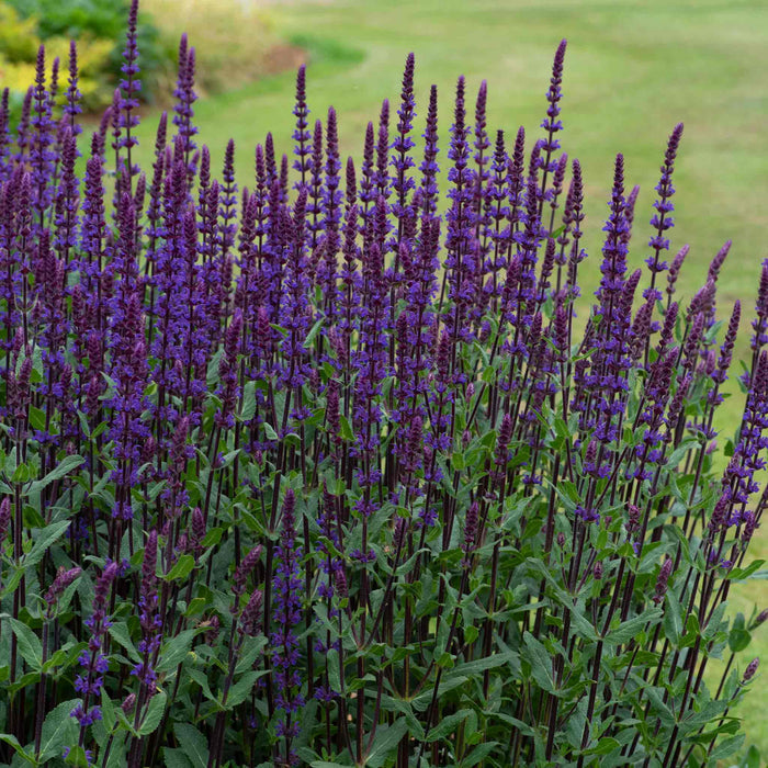 Salvia 'Nemorosa Caradonna'