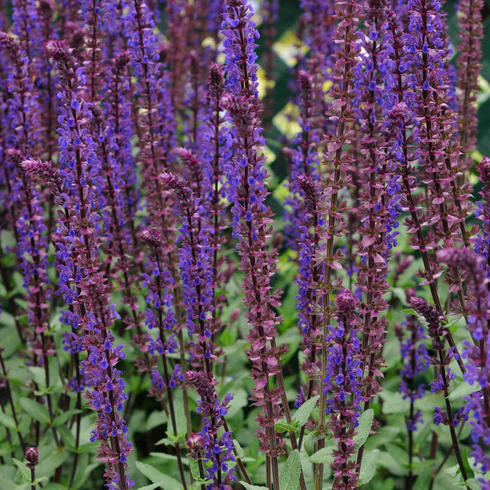 Salvia 'Nemorosa Caradonna'