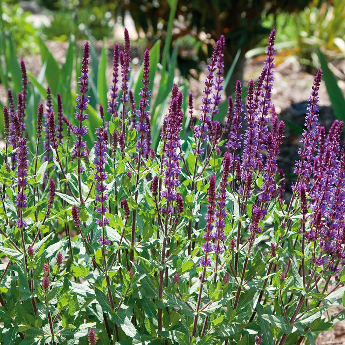 Salvia 'Nemorosa Caradonna'