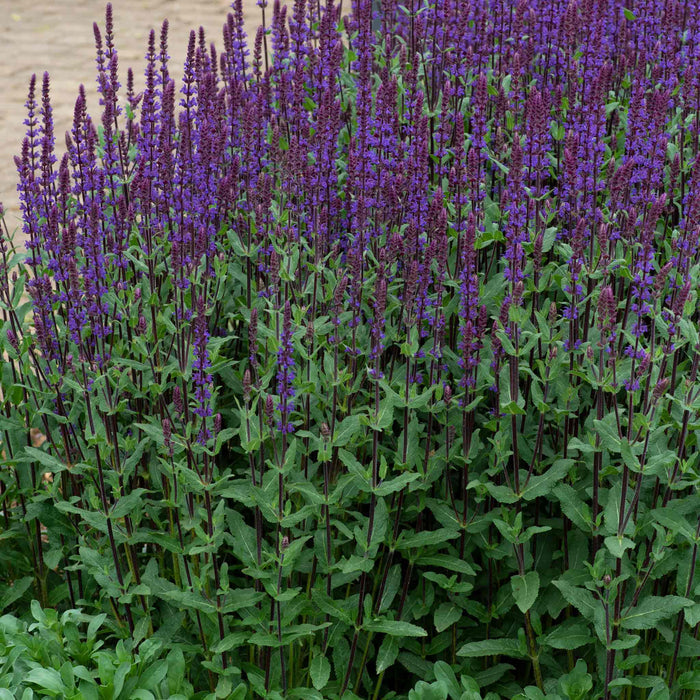 Salvia 'Nemorosa Caradonna'