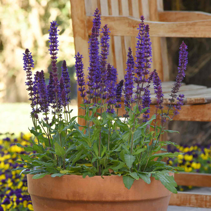 Salvia 'Salvatore Blue'