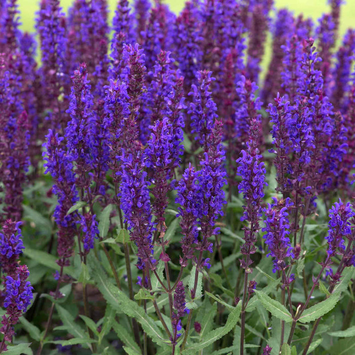 Salvia 'Salvatore Blue'