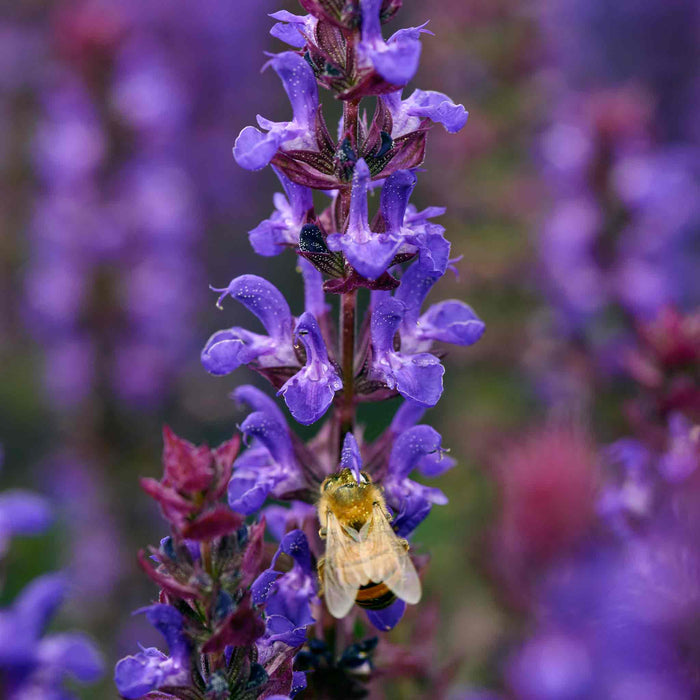 Salvia 'Salvatore Blue'