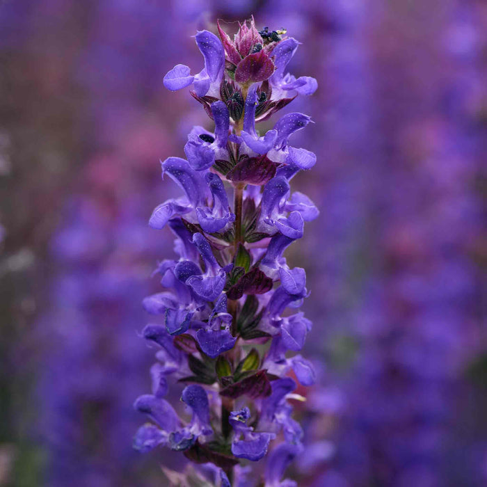 Salvia 'Salvatore Blue'