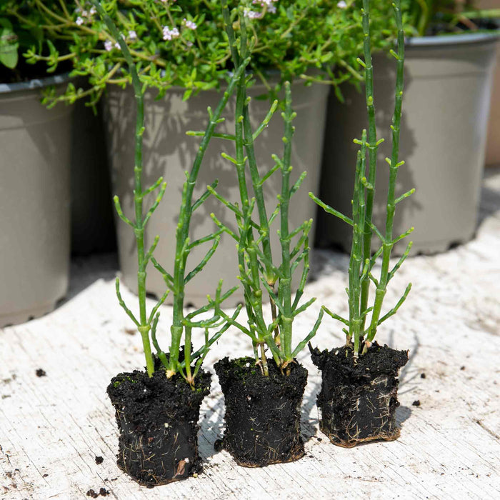 Samphire 'Salicornia Europaea'