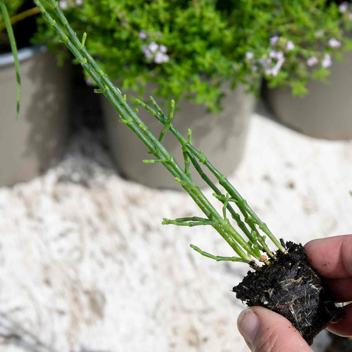 Samphire 'Salicornia Europaea'